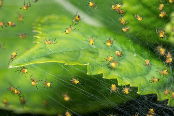 Newborn spiders weaving their first web. Macro shot