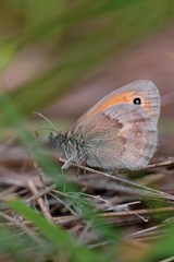 Obraz premium Tiny sweet butterfly macro