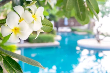 Foto auf Acrylglas Antireflex Plumerias-Blume auf dem Baum, Hintergrund ist Swimmingpool © sabthai