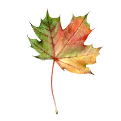 Autumn foliage watercolor isolated on white background