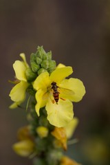 insects on yellow blossoms