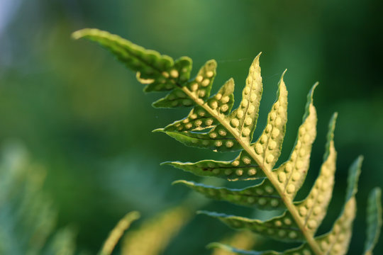 leaves of fern in summertime