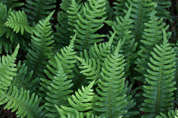 leaves of fern in summertime