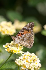 Painted lady butterfly macro