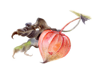 Autumn physalis watercolor isolated on white background