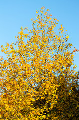 A pyramidal tree with yellow leaves and cones, lit in front by the sun, against the blue sky in the autumn park. Vertical frame