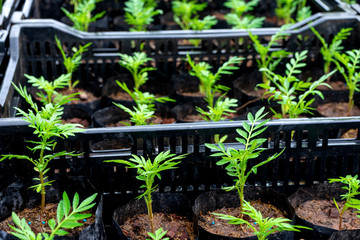 Inside the Thailand nursery farm, with Asia plant