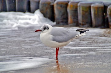 sea gull standing on his feet in ocean on the beach. seagull standing on the shore. wooden wave breakers and water background. wooden groyne in the seabed background. Vacation. Travel destination.