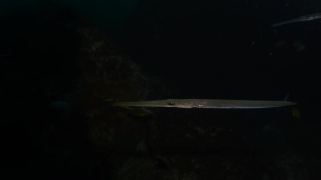 Cornetfish, Fistularia commersonii hunting at night