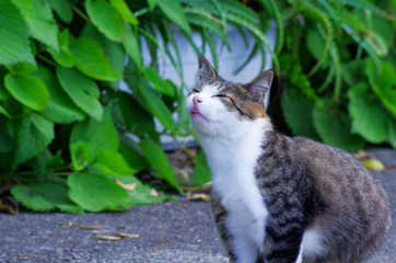 風のにおいをかぐ猫