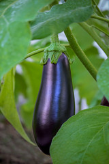 large purple eggplant ripened in the garden, hanging among the leaves, harvest