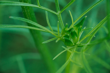 Green grass, macro. Abstraction. Selective focus. Plant background