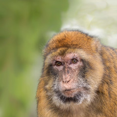 Portrait of an Barbary macaque on Gibraltar