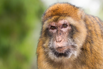 Portrait of an Barbary macaque on Gibraltar