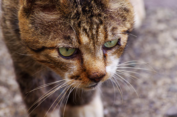 顔つきが悪いかわいい子猫
