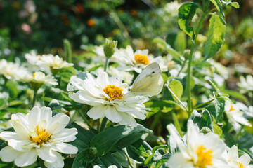 Butterfly cabbage butterfly sitting on white flower zinnias. Summer Sunny day in nature