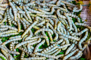 silkworm,The life cycle of insects that allow the lines for processing into expensive clothing Farmers' households in Southeast Asia, Myanmar, Thailand, Laos, Cambodia, Vietnam, China