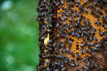 swarm of bees in beehive