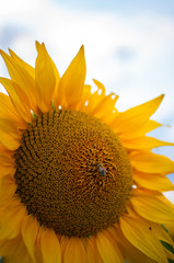 sunflower and bee