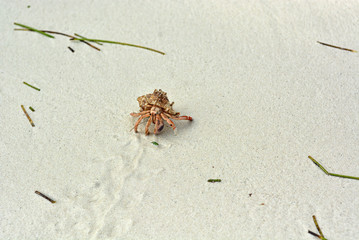 A hermit crab with a shell crawling on the white sand.