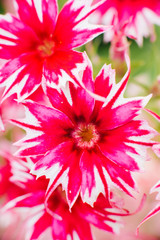 Bright scarlet purple flowers Phlox Drummond, close-up