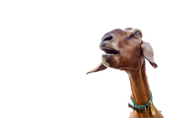 the head of a brown goat that screams on a white background