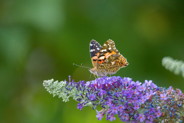 The Painted Lady is sitting with wings open on the flower dows of a butterfly lilac
