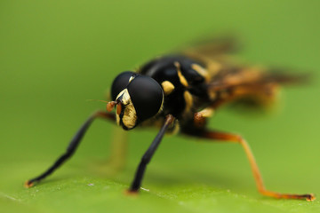 Black and yellow fly sits on the grass