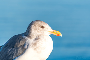 HD Seagull