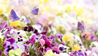 Fototapeta na wymiar Colorful summer background from flower pansy and flying butterflies.