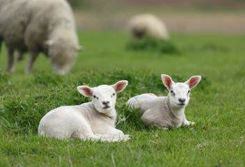 Lambs in a field