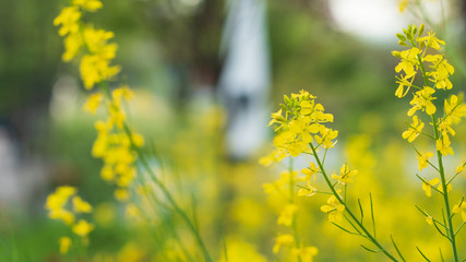a yellow rape flower that blooms in spring.