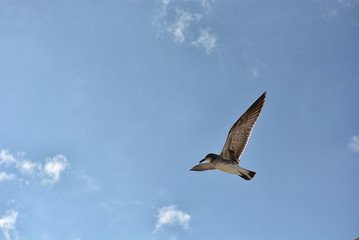 Gull flying with a blue sky background