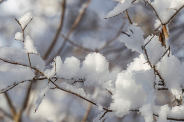 Snow-covered branches of a tree in winter