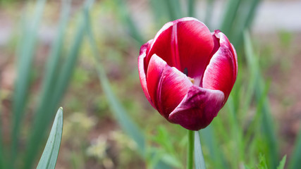colorful tulips, flowers blooming in spring.