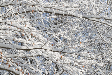 Snow-covered branches of a tree in winter