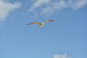 Gull flying with a blue sky background