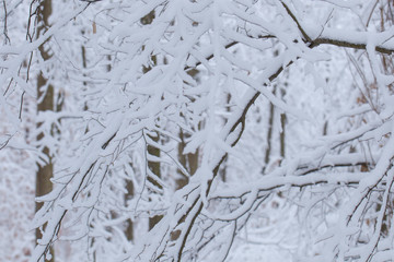 Snow-covered branches of a tree in winter