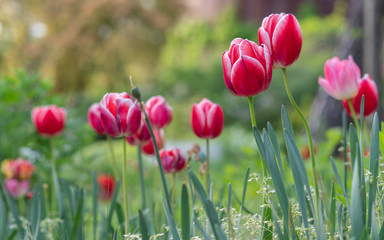 colorful tulips, flowers blooming in spring.