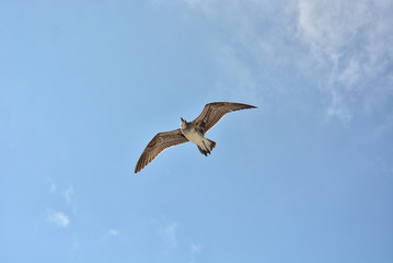 Gull flying with a blue sky background