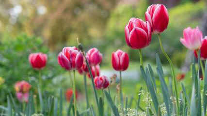 colorful tulips, flowers blooming in spring.