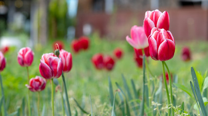 colorful tulips, flowers blooming in spring.