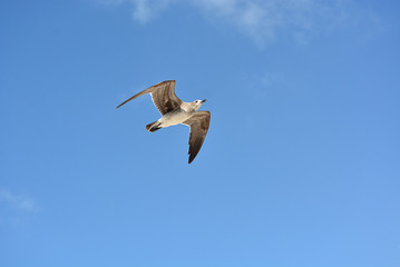 Gull flying with a blue sky background