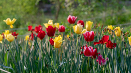 colorful tulips, flowers blooming in spring.