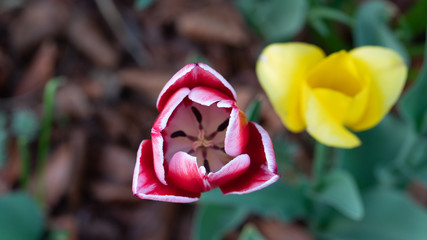 colorful tulips, flowers blooming in spring.