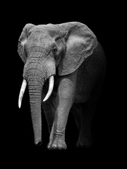 Plakaty  Słoń afrykańskiej przyrody