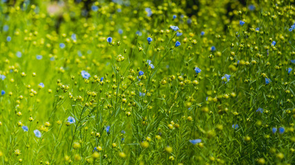 Len pospolity, linum. len, pospolity, Linaceae, Linum, flax, 