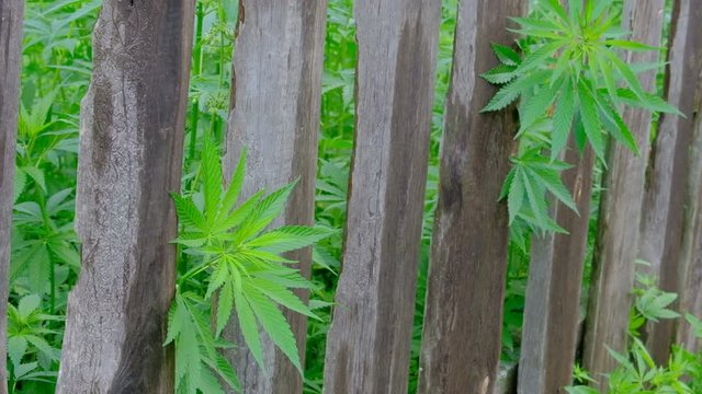 A photographer takes pictures of green hemp leaves sticking out from behind a wooden fence. Forensic video recording. Marijuana bushes sway the wind. Legal or illegal cannabis cultivation.