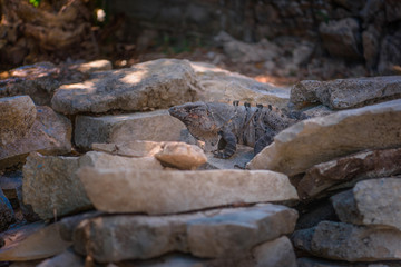 Fototapeta na wymiar A large iguana sunbathes on a gray limestone rock close-up.