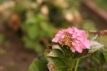 Blumen, Pflanzen, Natur, Garten, Pflanzen, Blatt